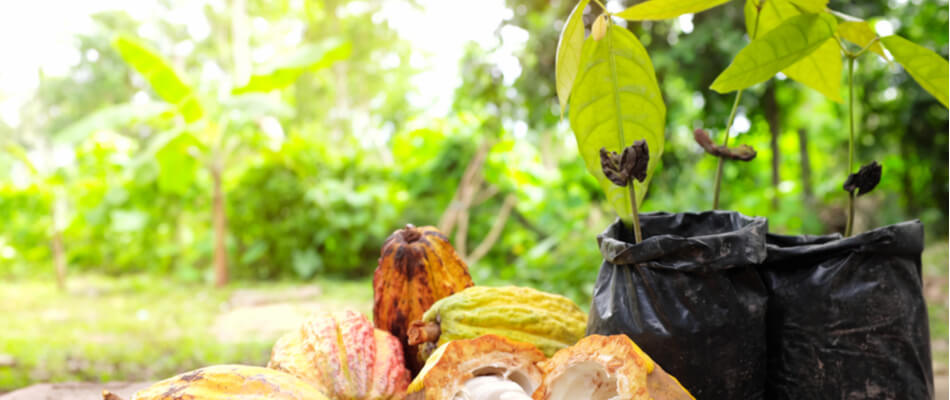 beleggen cacao